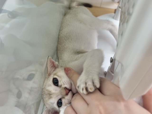 シンガプーラ