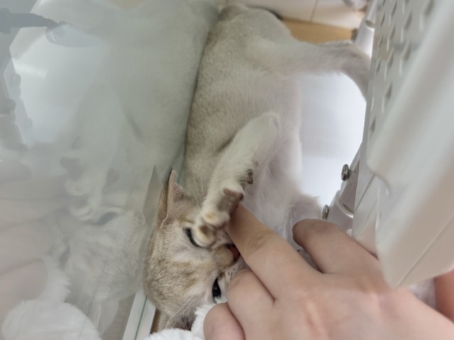 シンガプーラ