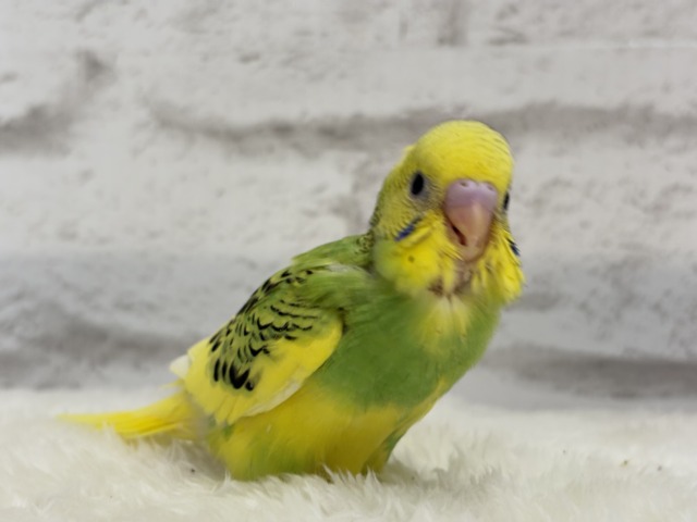 【最新画像更新🪄】目指せ甘え上手No.1🐣👑セキセイインコ(パイド) ヒナ セキセイインコ
