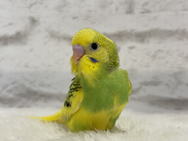 【最新画像更新🪄】目指せ甘え上手No.1🐣👑セキセイインコ(パイド) ヒナ セキセイインコ