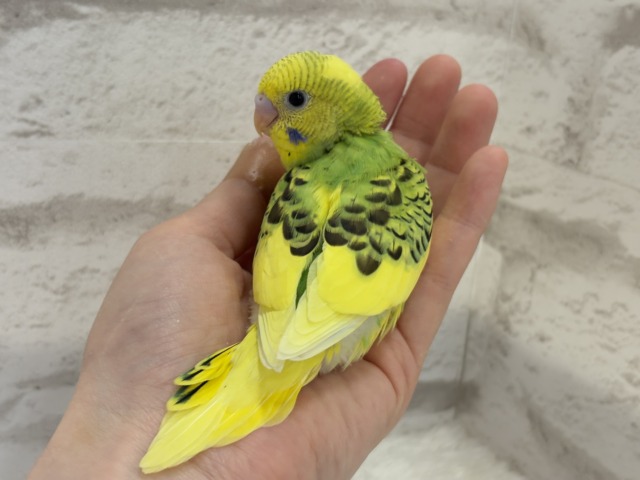 【最新画像更新🪄】目指せ甘え上手No.1🐣👑セキセイインコ(パイド) ヒナ セキセイインコ