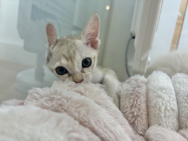 シンガプーラ