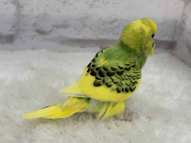【最新画像更新🪄】目指せ甘え上手No.1🐣👑セキセイインコ(パイド) ヒナ セキセイインコ