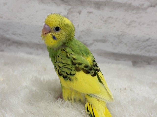 【最新画像更新🪄】目指せ甘え上手No.1🐣👑セキセイインコ(パイド) ヒナ セキセイインコ