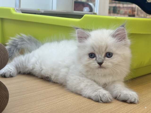 可愛さにあっと驚くよ♡ネヴァマスカレードくん! ネヴァマスカレード