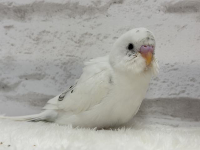 【最新画像更新🪄】春ピクニックに連れてって🐣🌸セキセイインコ(白ハルクイン) ヒナ セキセイインコ