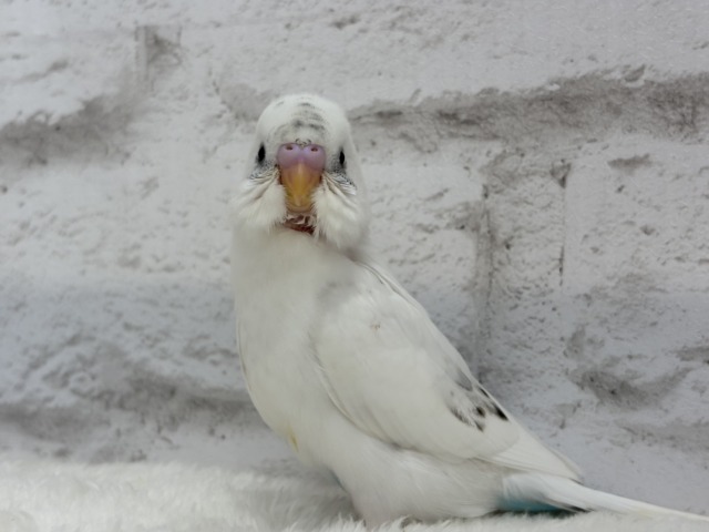 【最新画像更新🪄】春ピクニックに連れてって🐣🌸セキセイインコ(白ハルクイン) ヒナ セキセイインコ