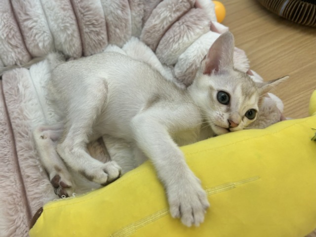 シンガプーラ