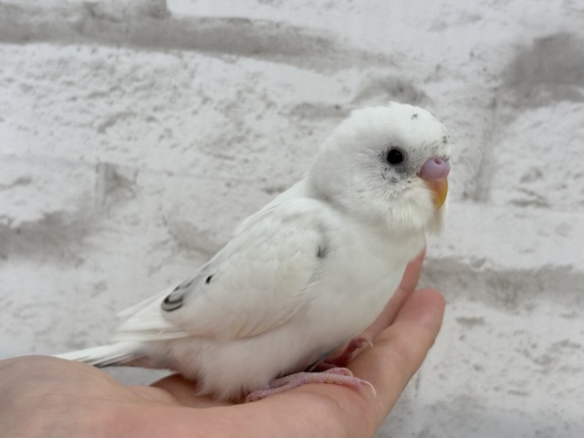 【最新画像更新🪄】春ピクニックに連れてって🐣🌸セキセイインコ(白ハルクイン) ヒナ セキセイインコ