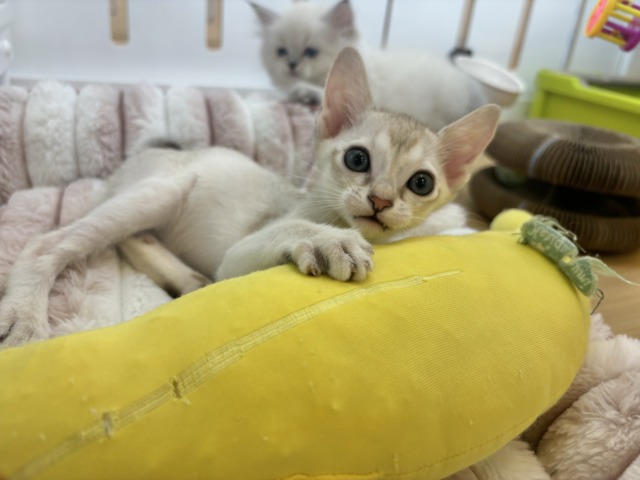 シンガプーラ