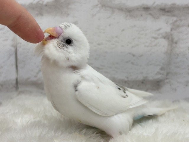 【最新画像更新🪄】春ピクニックに連れてって🐣🌸セキセイインコ(白ハルクイン) ヒナ セキセイインコ