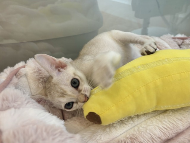シンガプーラ