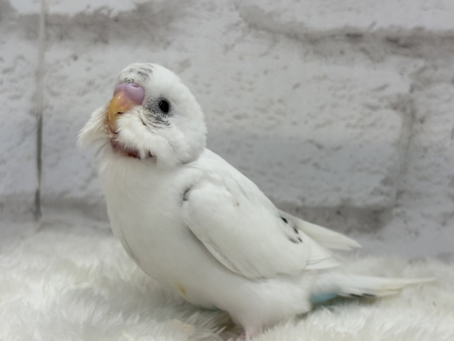 【最新画像更新🪄】春ピクニックに連れてって🐣🌸セキセイインコ(白ハルクイン) ヒナ セキセイインコ