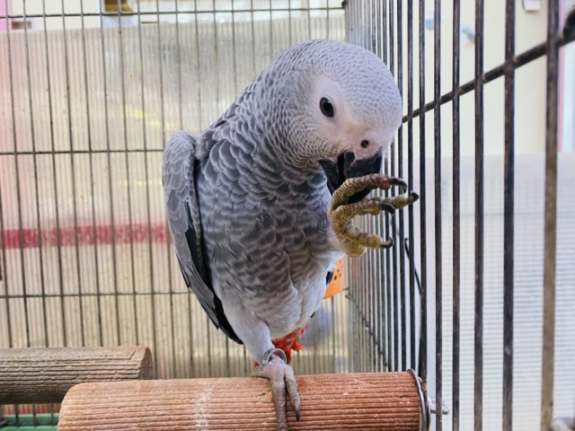 ヨウム