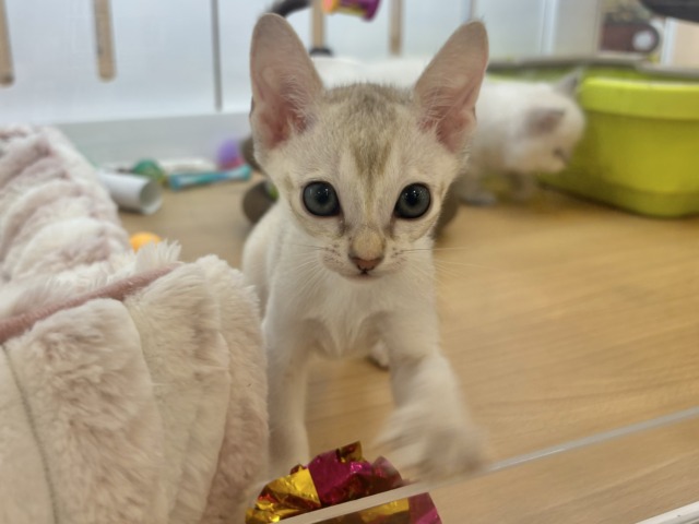 シンガプーラ