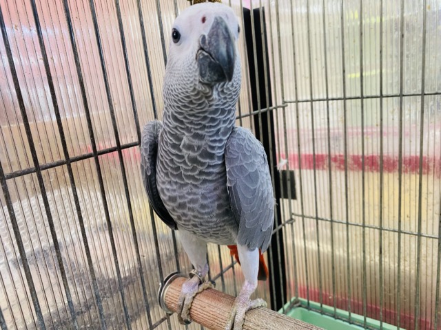 ヨウム