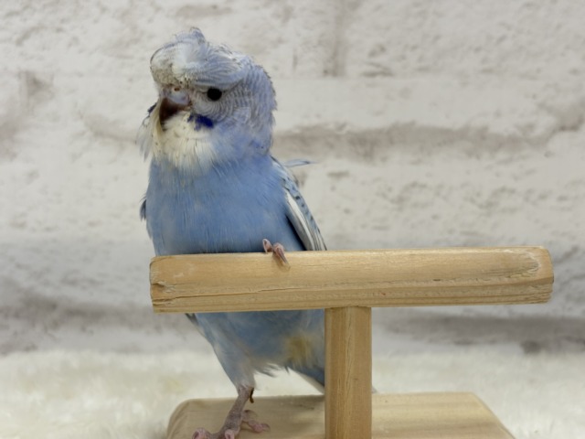 【最新画像更新🪄】背中にお花咲いてます🐣🌸梵天セキセイインコ(スパングル) ヒナ 梵天セキセイインコ