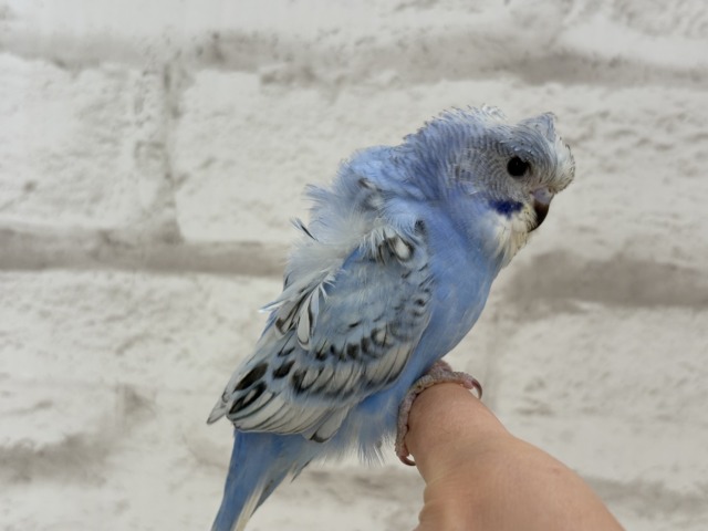 【最新画像更新🪄】背中にお花咲いてます🐣🌸梵天セキセイインコ(スパングル) ヒナ 梵天セキセイインコ