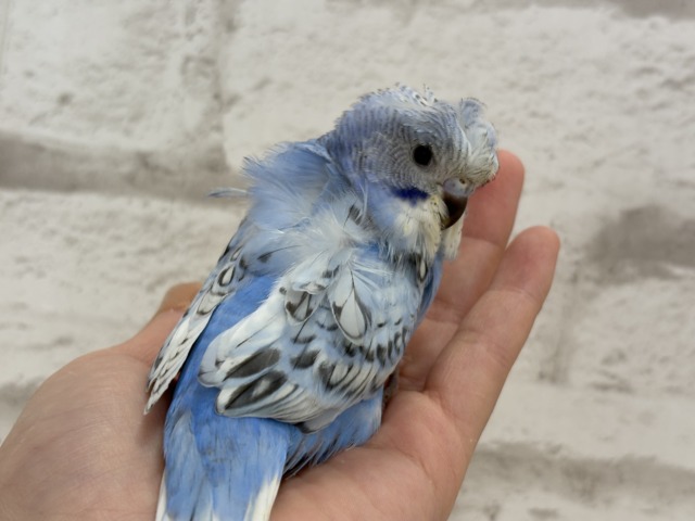 【最新画像更新🪄】背中にお花咲いてます🐣🌸梵天セキセイインコ(スパングル) ヒナ 梵天セキセイインコ