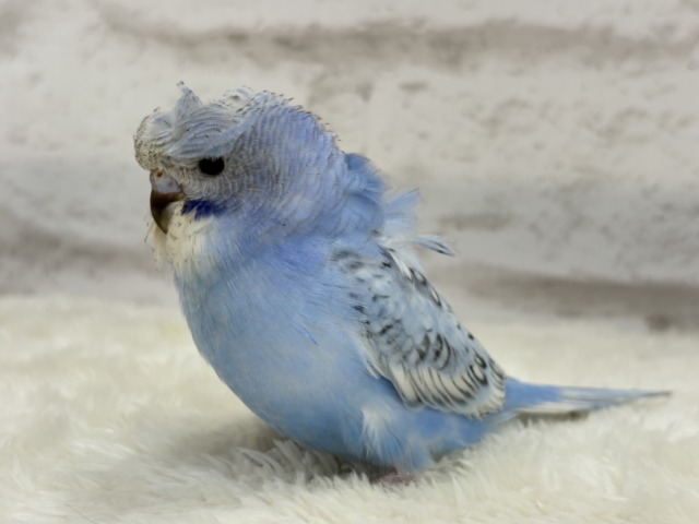 【最新画像更新🪄】背中にお花咲いてます🐣🌸梵天セキセイインコ(スパングル) ヒナ 梵天セキセイインコ