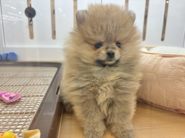ポメラニアン