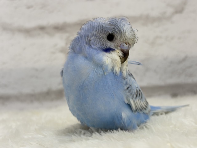 【最新画像更新🪄】背中にお花咲いてます🐣🌸梵天セキセイインコ(スパングル) ヒナ 梵天セキセイインコ