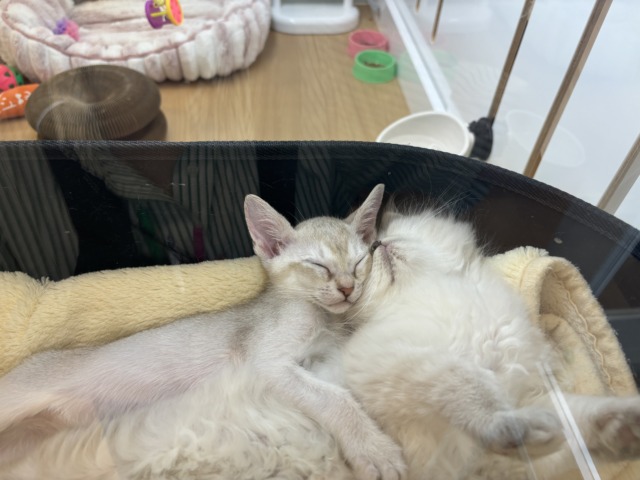 ネヴァマスカレード