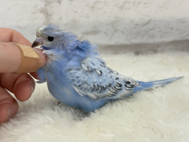 【最新画像更新🪄】背中にお花咲いてます🐣🌸梵天セキセイインコ(スパングル) ヒナ 梵天セキセイインコ