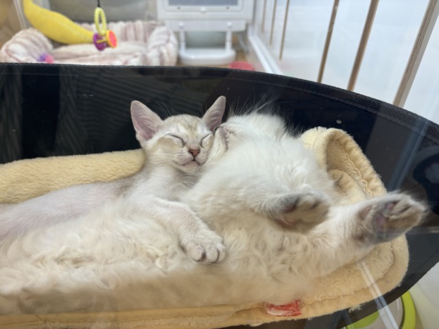 ネヴァマスカレード