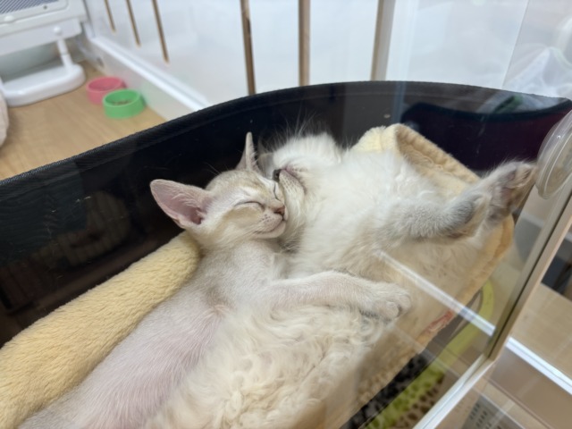 シンガプーラ