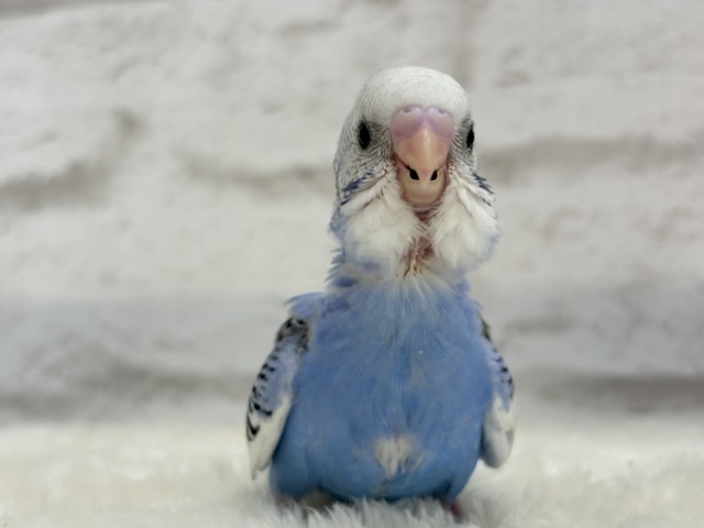 【最新画像更新🪄】わくわく✨大人になるのが楽しみだぁ𖤐 ̖́-セキセイインコ(パイド) ヒナ セキセイインコ