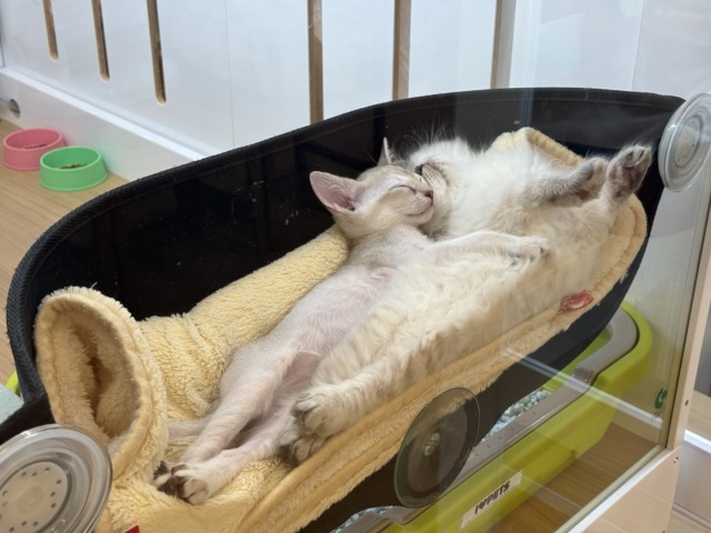 シンガプーラ