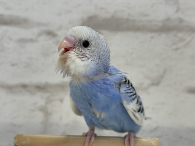 【最新画像更新🪄】わくわく✨大人になるのが楽しみだぁ𖤐 ̖́-セキセイインコ(パイド) ヒナ セキセイインコ