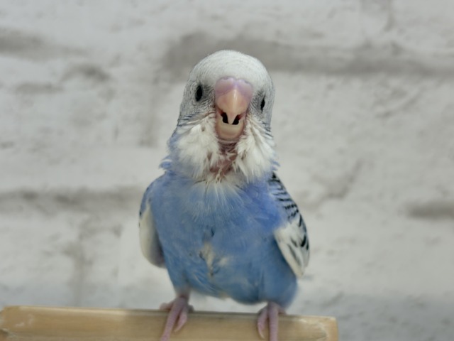 【最新画像更新🪄】わくわく✨大人になるのが楽しみだぁ𖤐 ̖́-セキセイインコ(パイド) ヒナ セキセイインコ