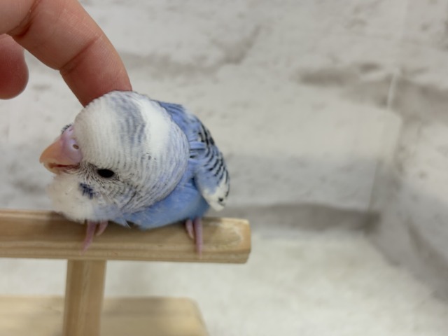 【最新画像更新🪄】わくわく✨大人になるのが楽しみだぁ𖤐 ̖́-セキセイインコ(パイド) ヒナ セキセイインコ