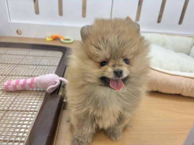 ポメラニアン