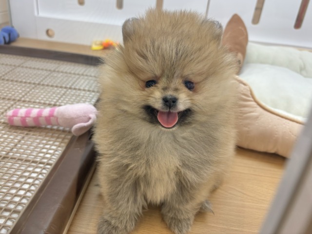 ポメラニアン