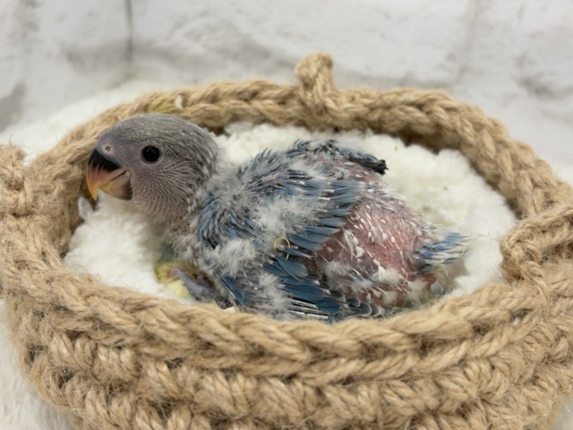 オーシャンブルーの波に乗って🐣🫧コザクラインコ(ターコイズブルーオパーリン) ヒナ コザクラインコ(小桜インコ)