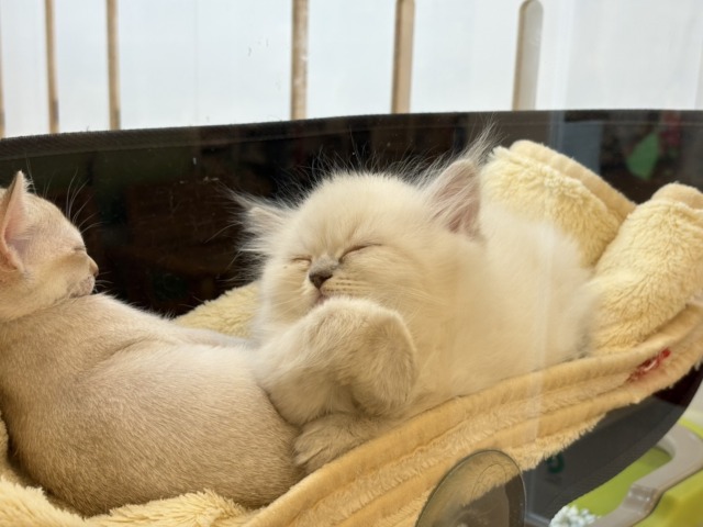 可愛さにあっと驚くよ♡ネヴァマスカレードくん! ネヴァマスカレード