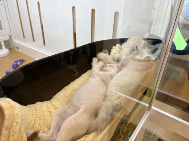 シンガプーラ