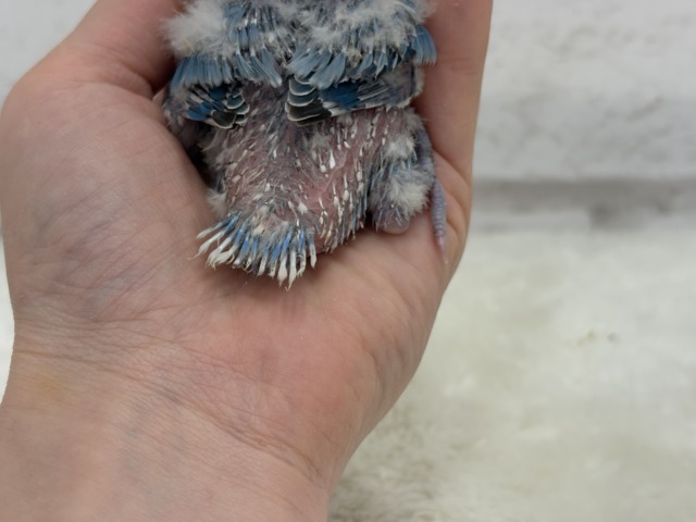 オーシャンブルーの波に乗って🐣🫧コザクラインコ(ターコイズブルーオパーリン) ヒナ コザクラインコ(小桜インコ)