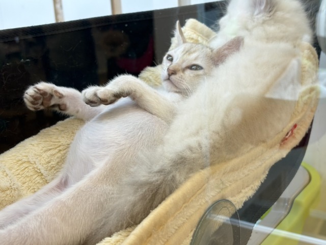 シンガプーラ