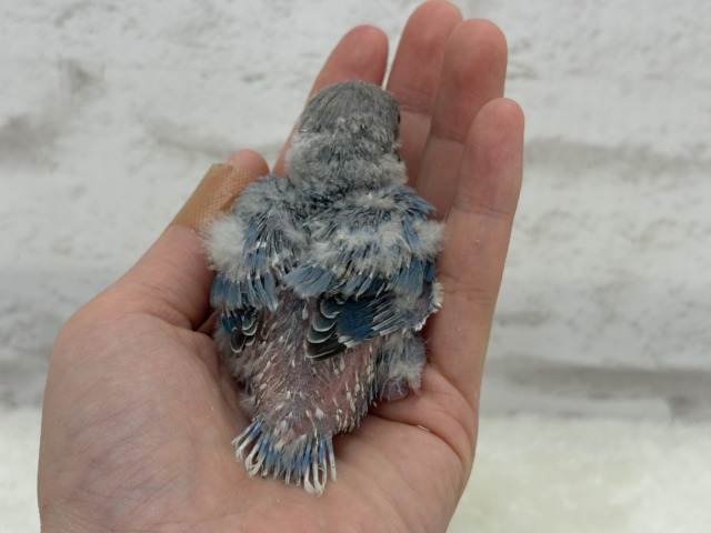 オーシャンブルーの波に乗って🐣🫧コザクラインコ(ターコイズブルーオパーリン) ヒナ コザクラインコ(小桜インコ)