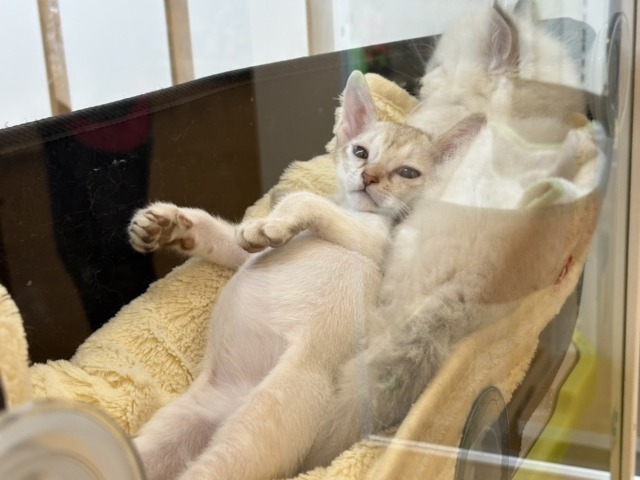 シンガプーラ