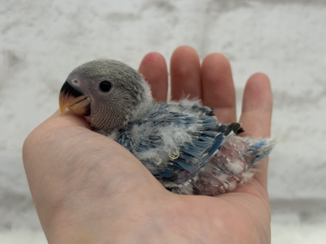 オーシャンブルーの波に乗って🐣🫧コザクラインコ(ターコイズブルーオパーリン) ヒナ コザクラインコ(小桜インコ)