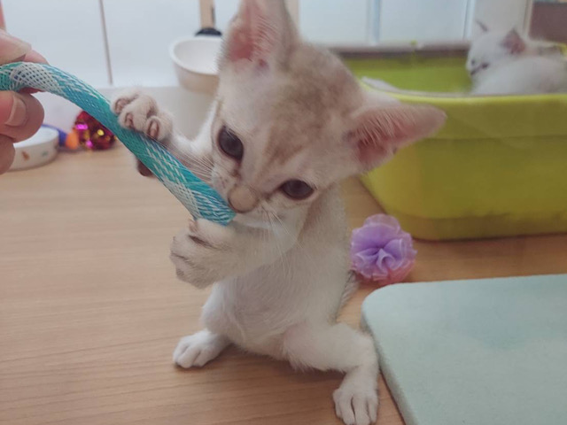 シンガプーラ