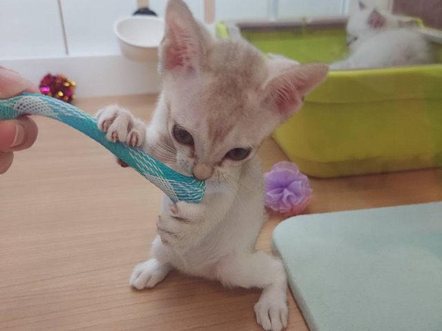 シンガプーラ