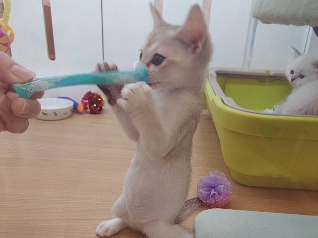 シンガプーラ