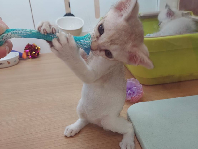 シンガプーラ