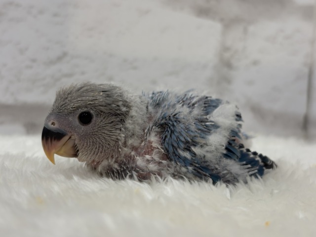 オーシャンブルーの波に乗って🐣🫧コザクラインコ(ターコイズブルーオパーリン) ヒナ コザクラインコ(小桜インコ)